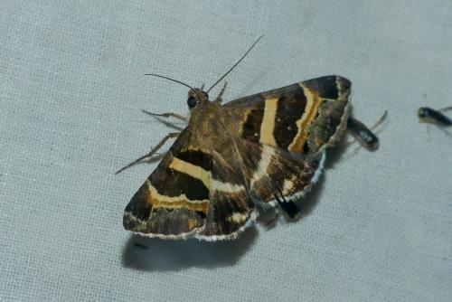 Réf. 237 049 : Grammodes stolida